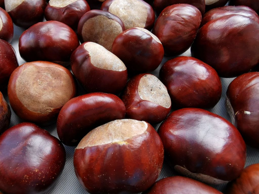 frutos secos castañas