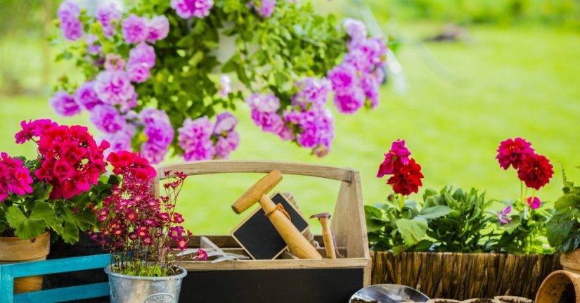 cuatro plantas jardin primavera Merca2.es