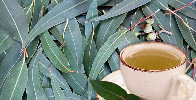 El jengibre y otros trucos para eliminar el incordio de la tos seca 34 Merca2.es eucalipto