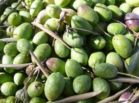 hueso-de-aceituna-jaen hueso-de-aceituna-jaen