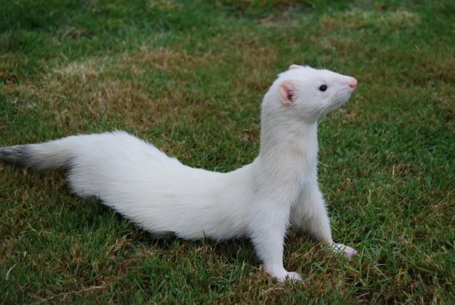 Hurón, coronavirus, mascotas