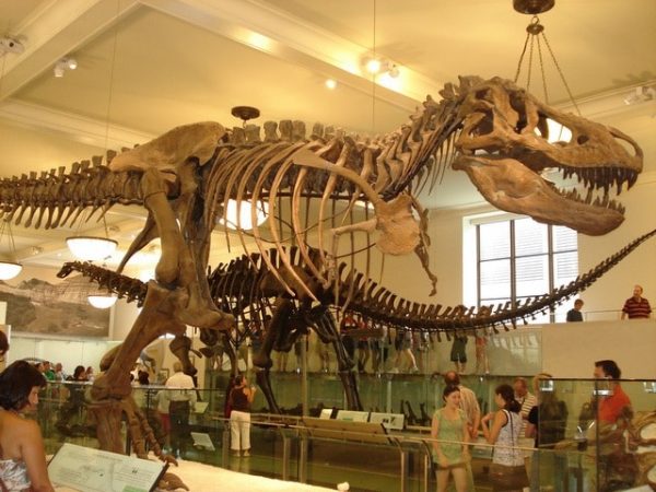 juan-carlos-I-fósil