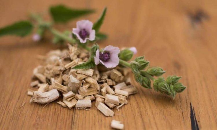 El jengibre y otros trucos para eliminar el incordio de la tos seca 35 Merca2.es malvavisco-tos