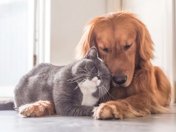 mascotas coronavirus