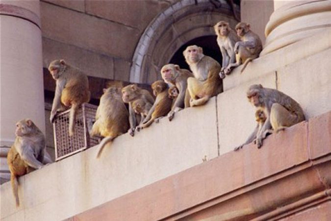 monos adictamente 1 Merca2.es