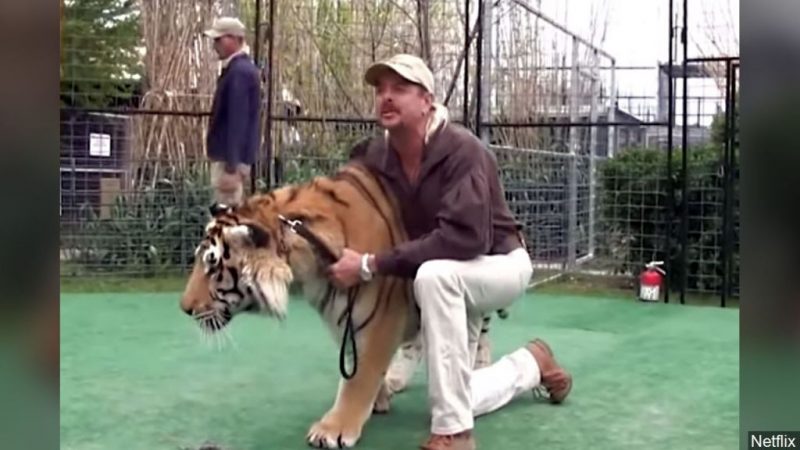 tigerkingmgnnetflix Merca2.es