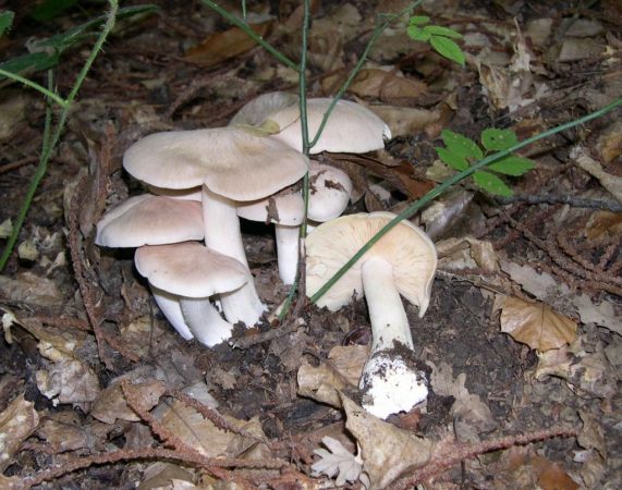 setas entoloma sinuatum