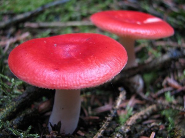 russula emetica setas