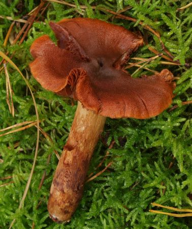 cortinarius orellanus