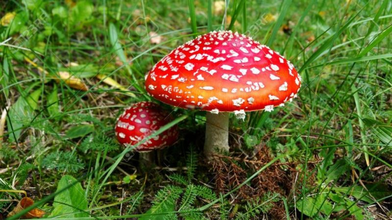 amanita muscaria setas