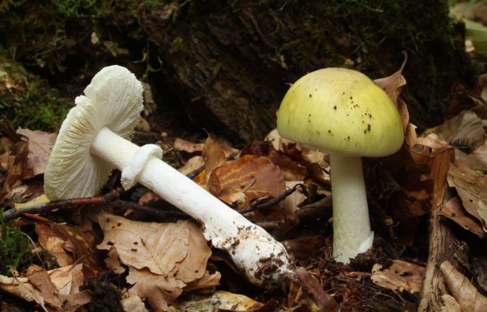 amanita phalloides