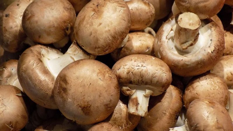 champiñon Merca2.es