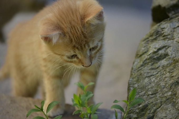 Tipos de curiosidad, gato