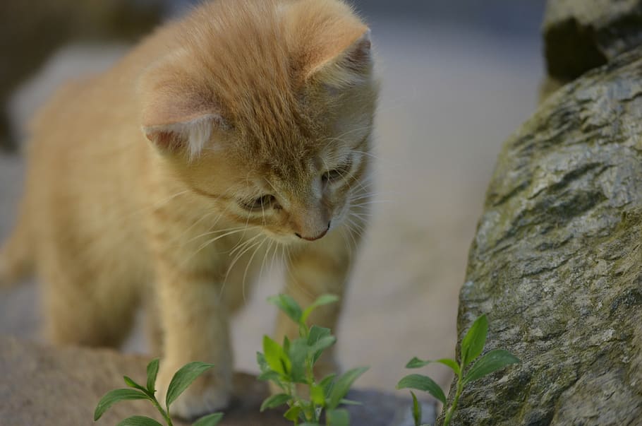 Tipos de curiosidad, gato