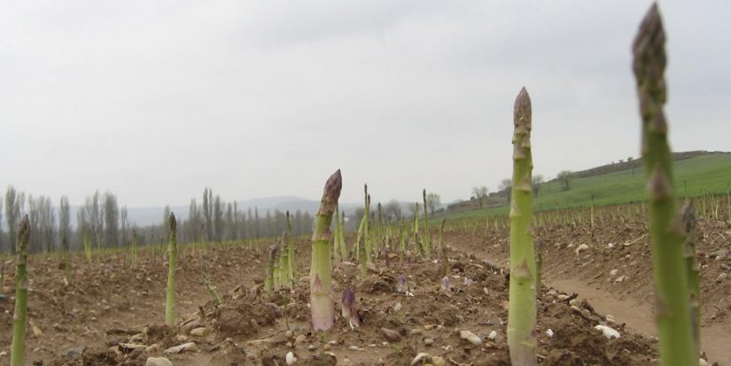 plantacion esparrago