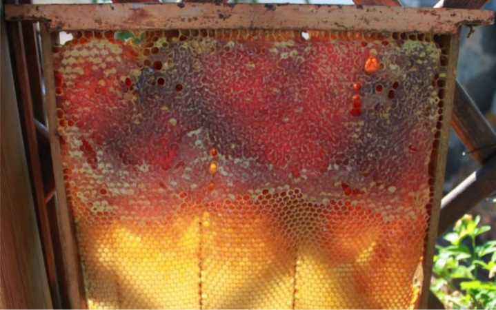 Miel pura de calidad