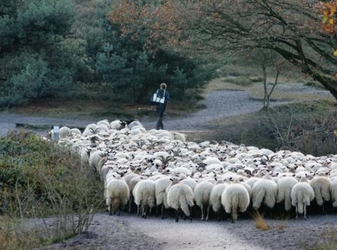 pastores-coaches-soledad pastores-coaches-soledad