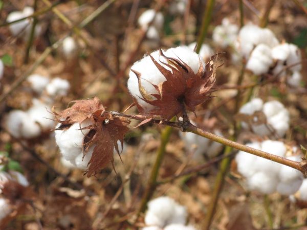 Cuidado con tu salud: las dietas de moda más peligrosas 13 Merca2.es Dietas peligrosas: planta de algodón