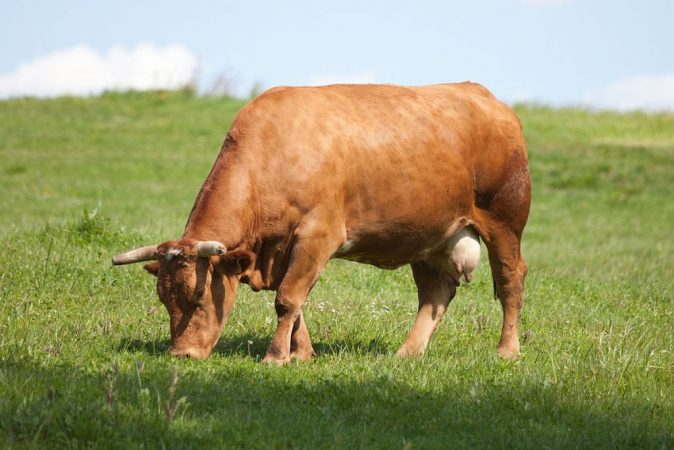 El Tratado de las Tres Vacas: un acuerdo ancestral con más de seis siglos de existencia
