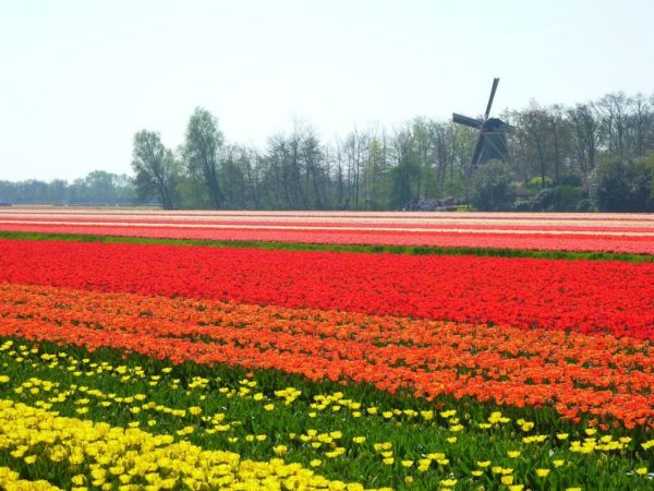 senda de las flores holanda