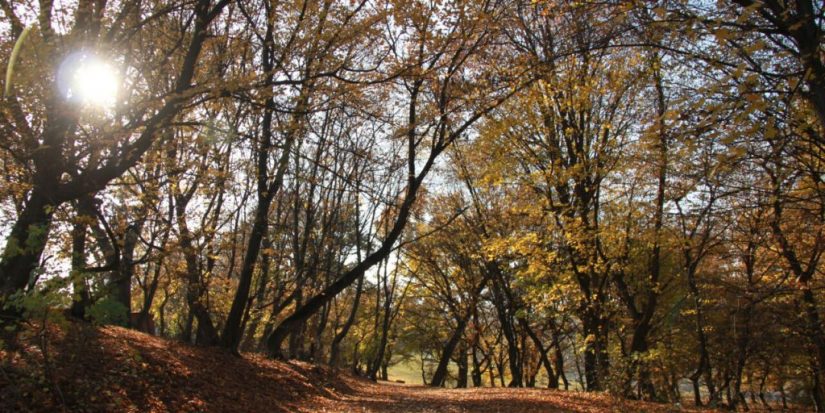 El Bosque de Hoia en Rumania: aventuras al límite 