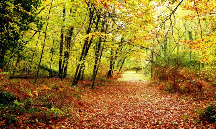 Fageda D'en Jordà, lugares mágicos de España