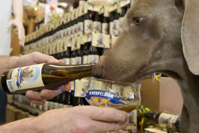 Las cervezas para perros que se hacen notar