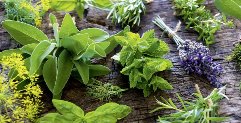 plantas aromaticas 1 Merca2