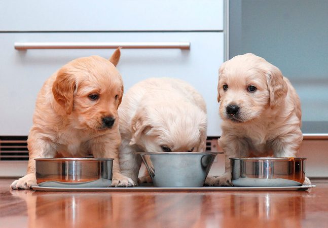 cachorros comiendo Merca2