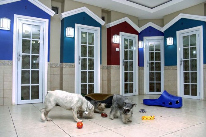 Consejos para elegir “hotel” para tu mascota en vacaciones 20 Merca2.es Las otras mascotas que están en el hotel