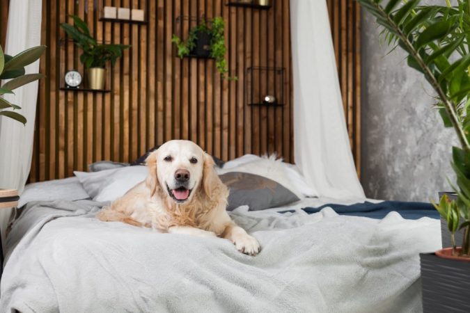 Consejos para elegir “hotel” para tu mascota en vacaciones 21 Merca2.es Las habitaciones del hotel para tu mascota
