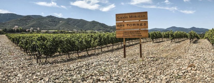 bodegas torres lanza una antologia de sus vinos emblema Merca2.es