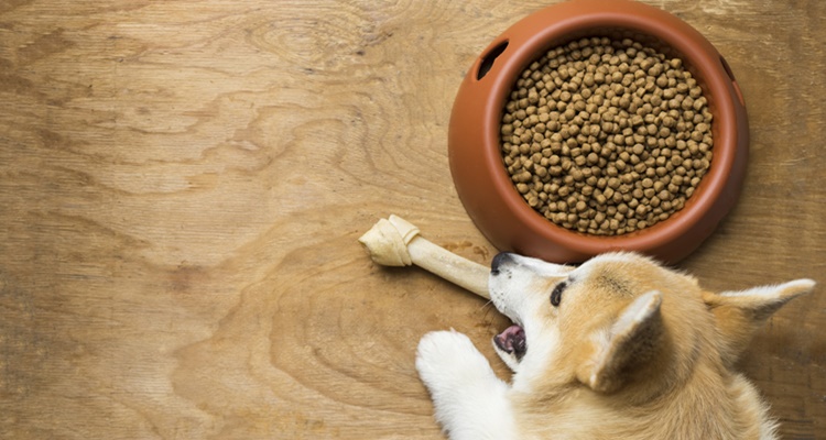 Nestlé, marcas y evolución de éxito para mascotas