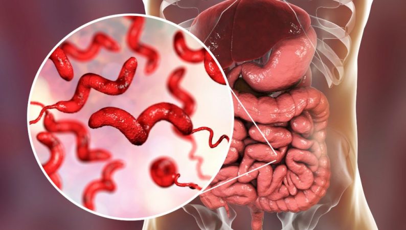 problemas salud bacteria campylobacter