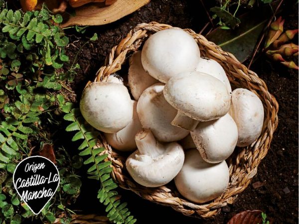 champiiñon ofertas semana