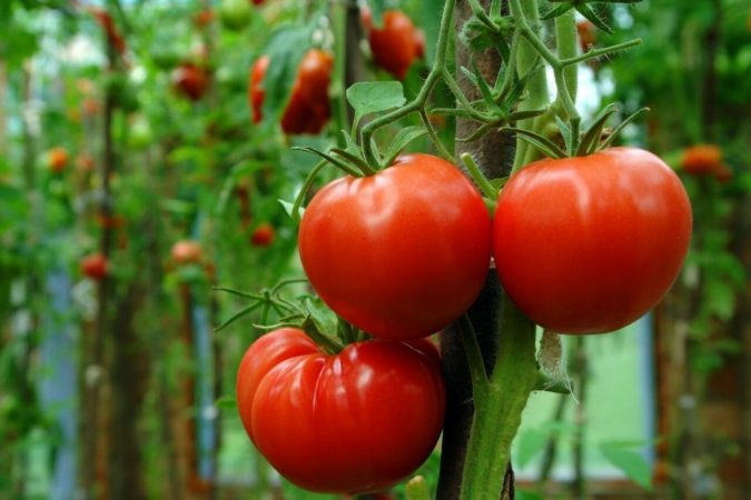 Así puedes hacer una receta tradicional y sana con tomate y ajo en pocos pasos 34 Merca2.es tomates alimentos diureticos