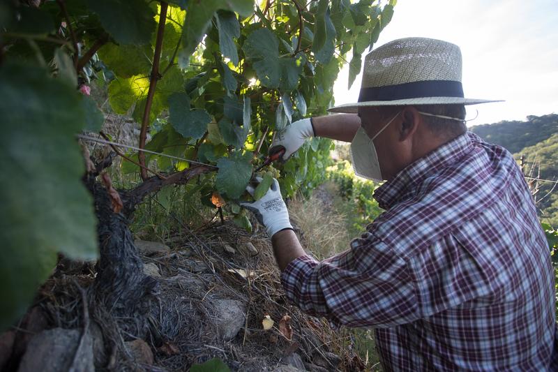 Asociaciones de viticultores denuncian incumplimientos en los contratos por parte de las bodegas