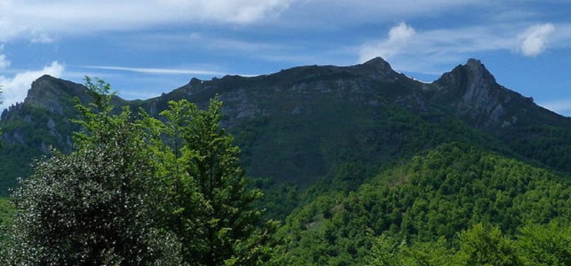 Reforestar y evitar la deforestación son hoy por hoy las tecnologías NET más efectivas para combatir el cambio climático. Merca2