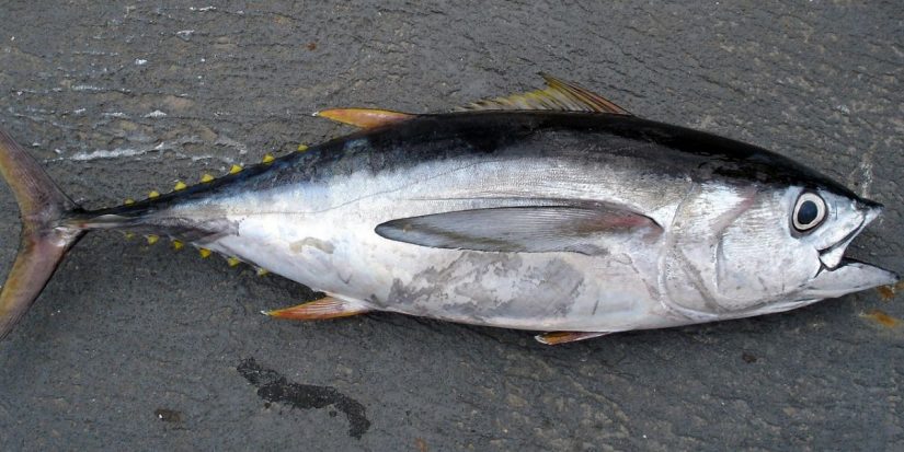 atun claro Merca2