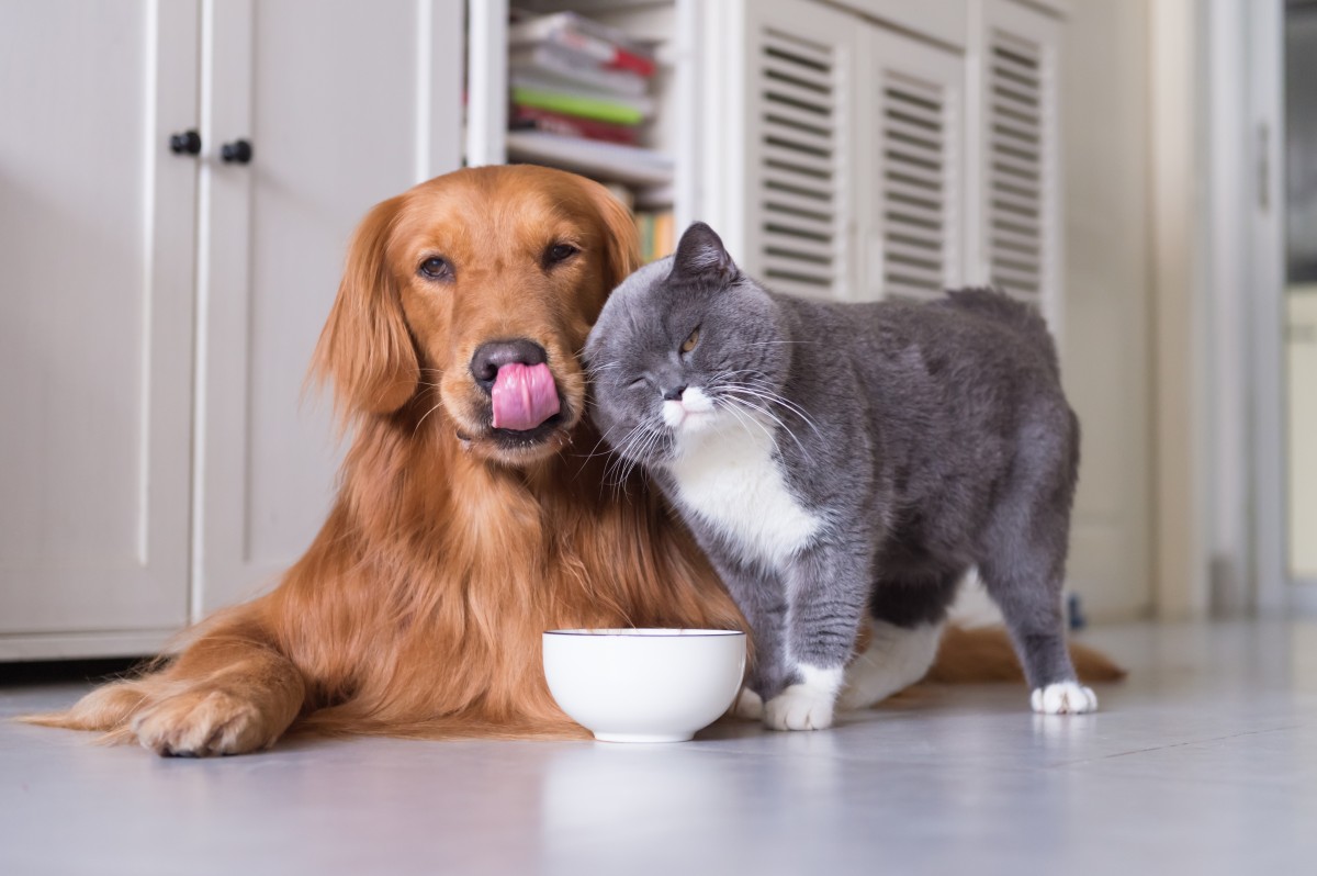 Los mejores productos para mascotas con ahorros tan grandes como su cariño