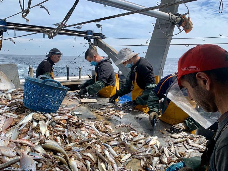Cepesca estima pérdidas de 54,3 millones para la flota pesquera española tras el Brexit