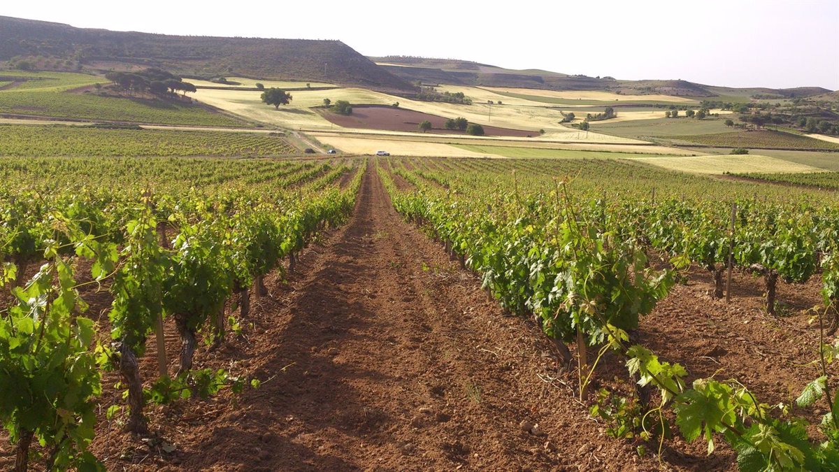 Ribera del Duero entrega un 11,9% menos de contraetiquetas en 2020 por la pandemia