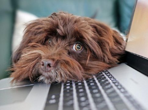 perro democratización de la información