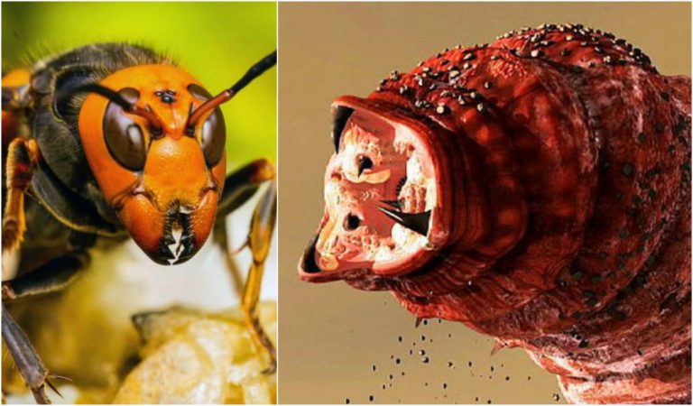 No buscar animales peligrosos e insectos en Google