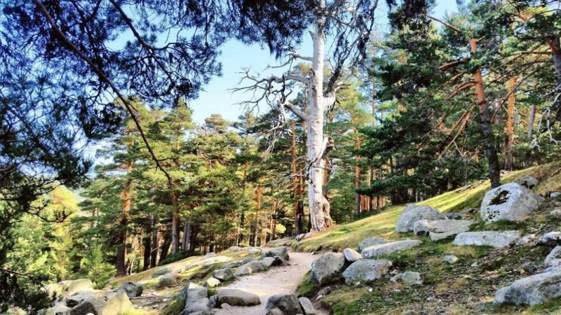 senderismo Camino Schmidt