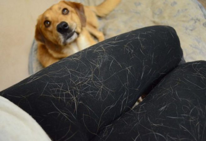 Elementos de mascotas