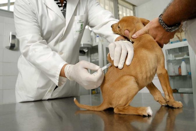 Qué vacunas le tengo que poner obligatoriamente a mi perro 40 Merca2.es La vacuna contra la hepatitis infecciosa