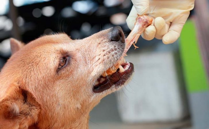 ¿Los huesos e hígados son alimentos dañinos para el perro?