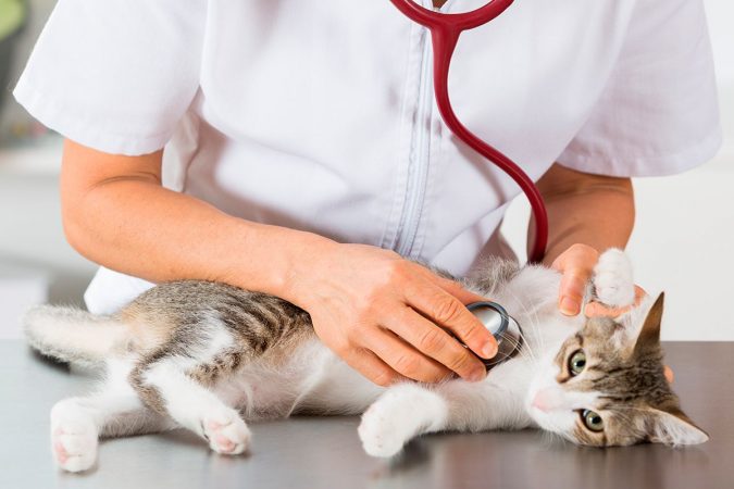 Peritonitis infecciosa felina (PIF)
Gatos