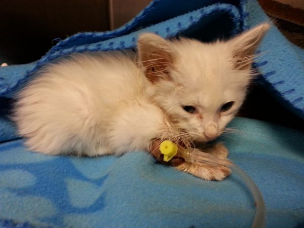 Vacuna trivalente gatos